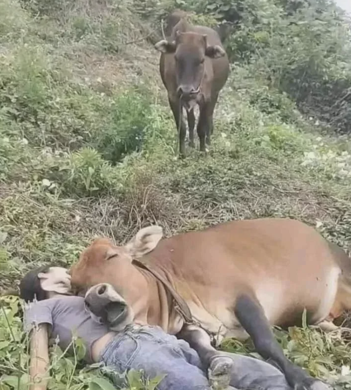 A man lying on grass being affectionately nuzzled by a cow, with another cow standing in the background