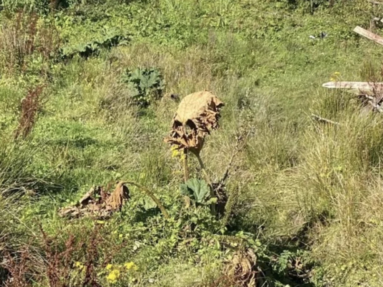 Withered sunflower standing alone in a grassy field surrounded by weeds and wild plants