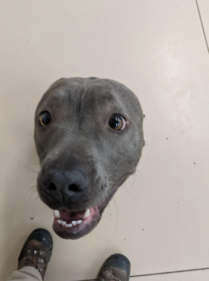 A happy dog with an open mouth looking up at the camera. The person's feet in shoes are partially visible at the bottom of the image