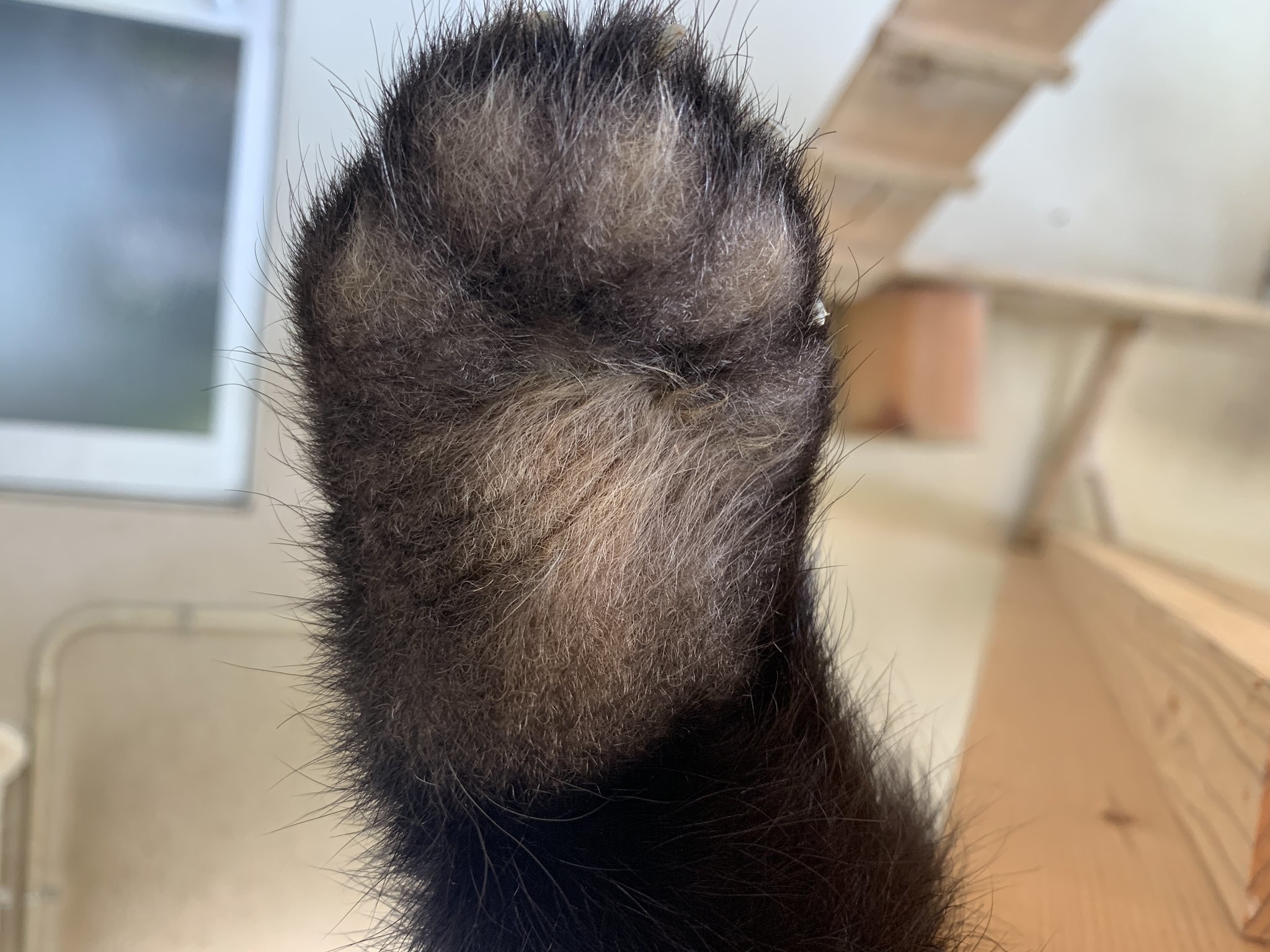 もふもふした動物の前足