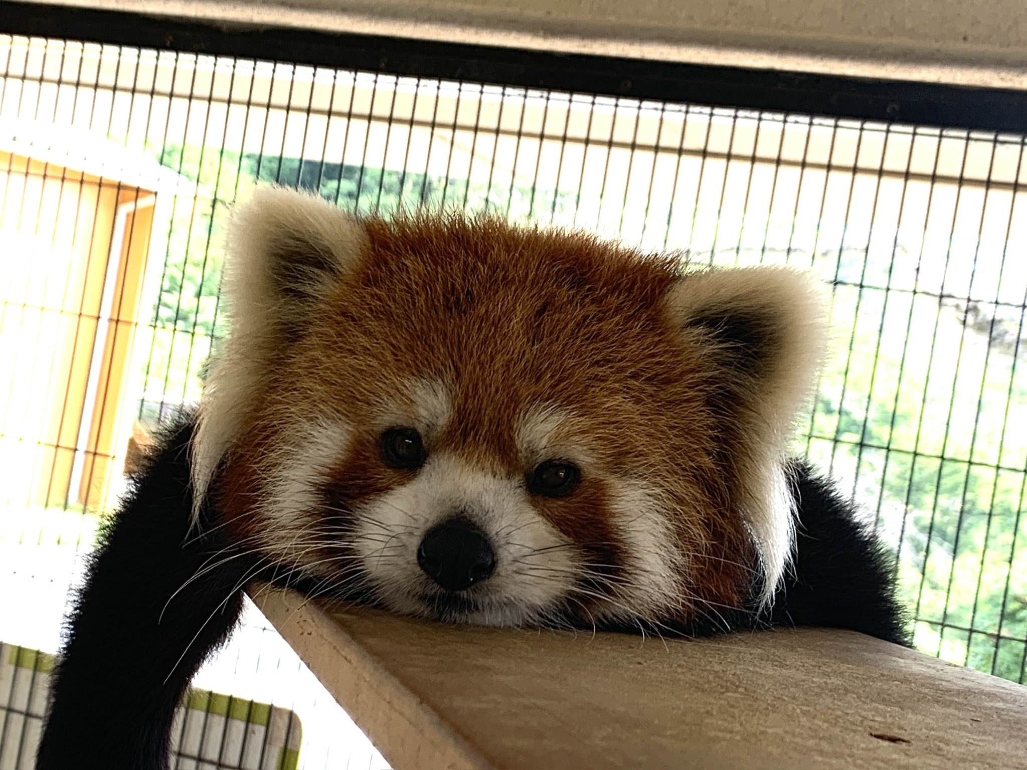 伏せるレッサーパンダのニーコちゃん