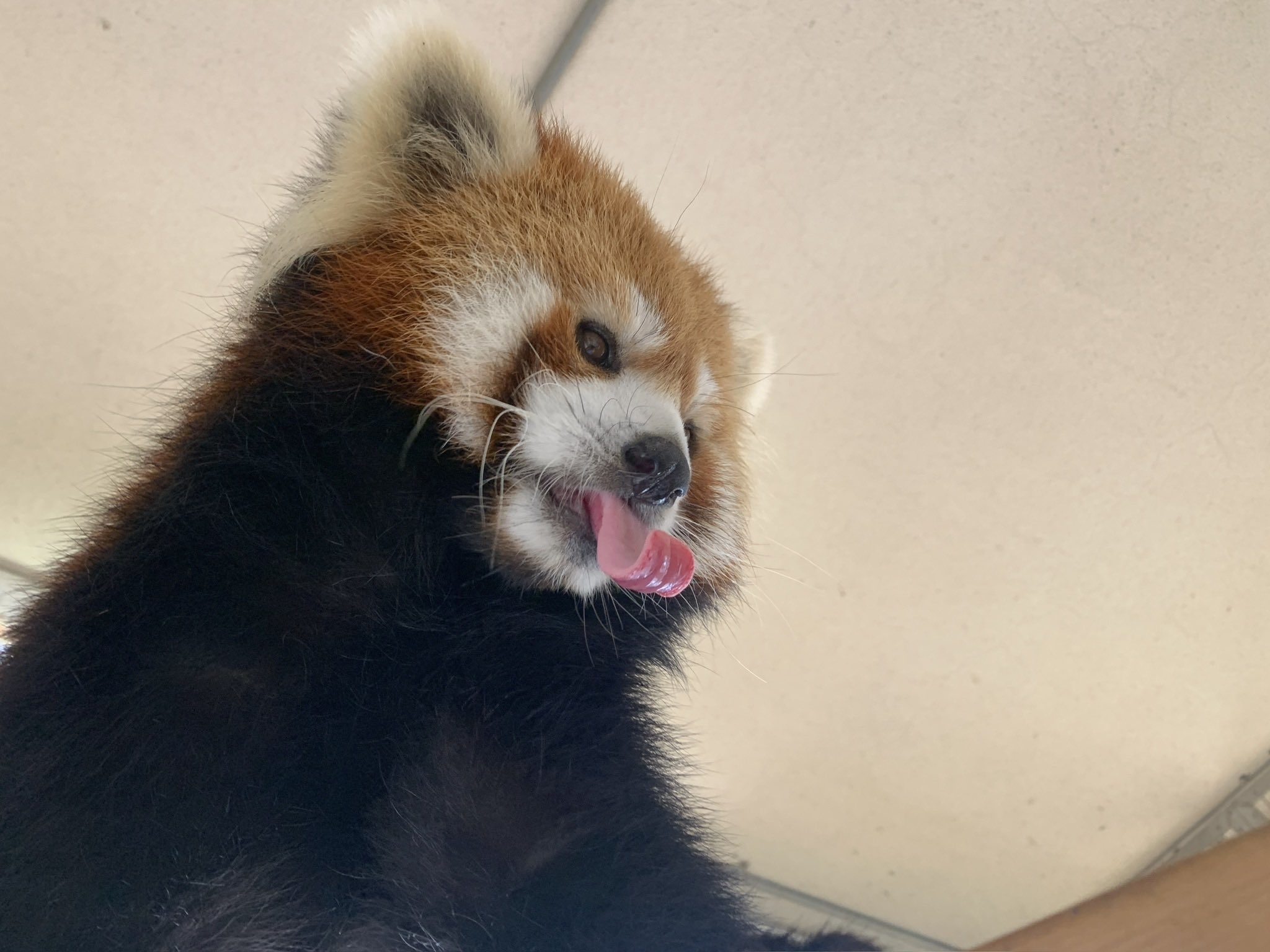 舌を出しているレッサーパンダのニーコちゃん