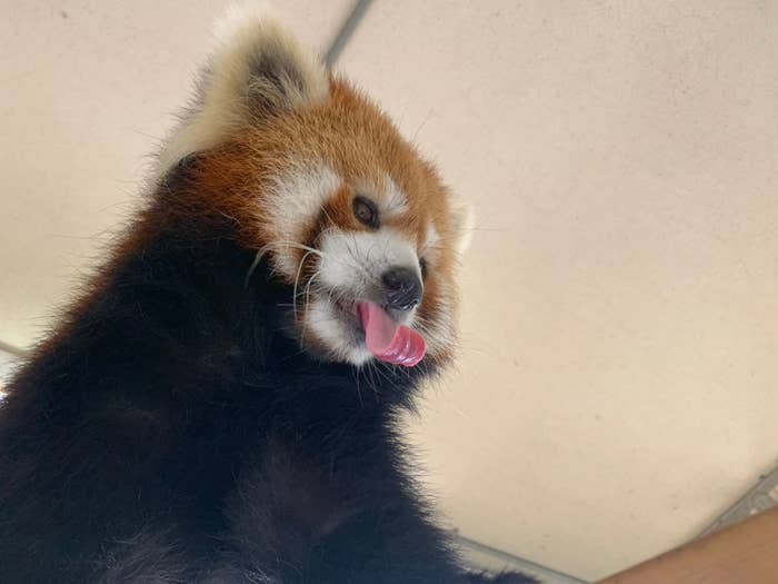 舌を出しているレッサーパンダのニーコちゃん