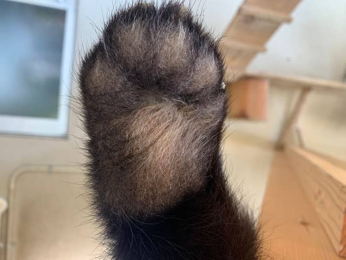 もふもふした動物の前足