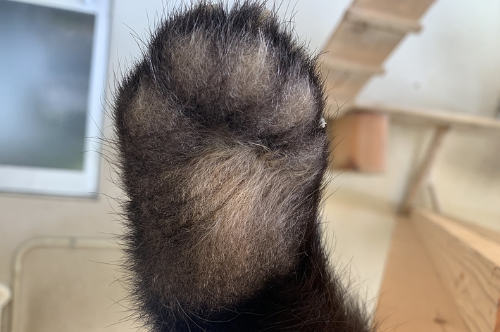 猫の毛深い前足のクローズアップ。