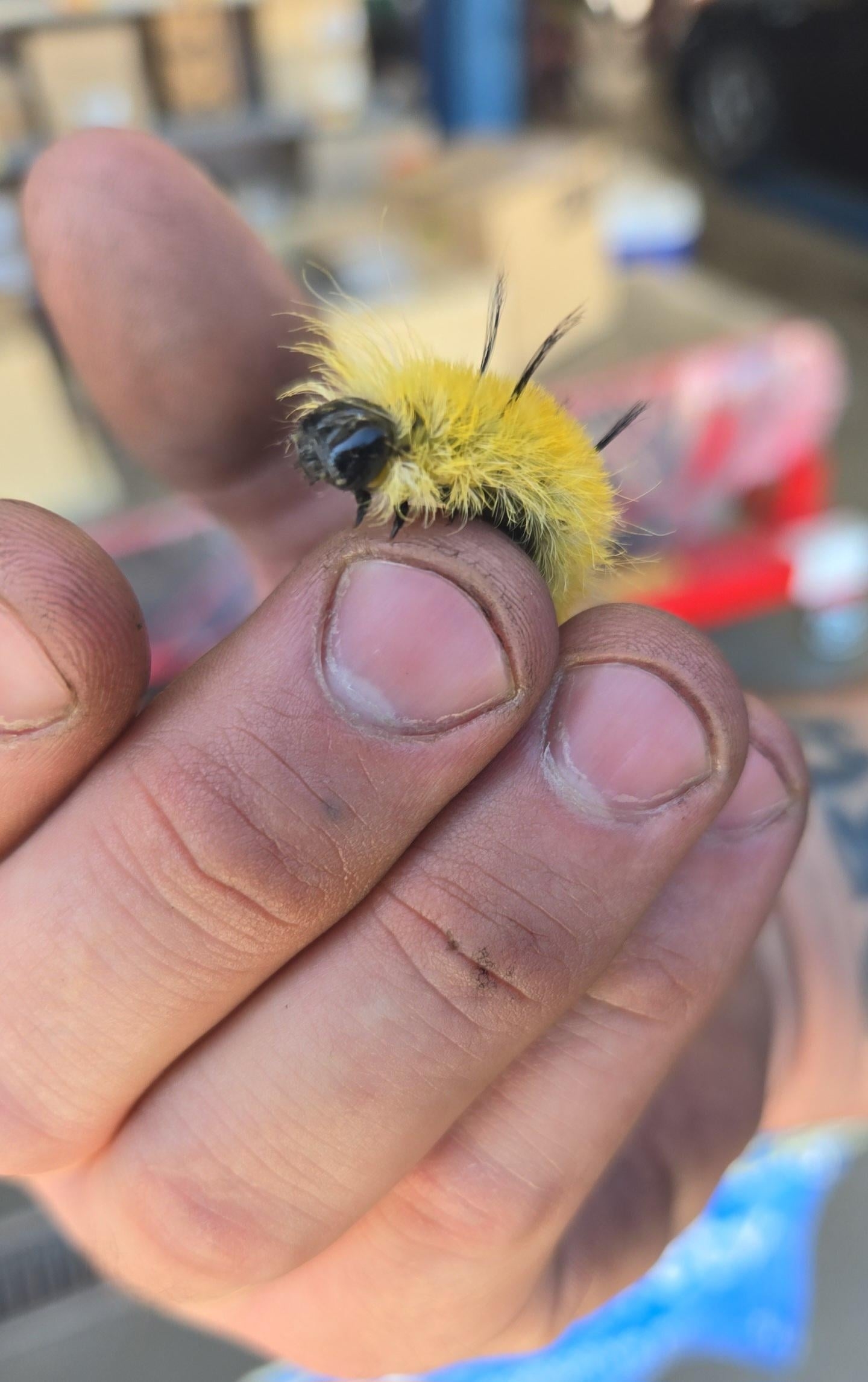 A hand with dirty fingernails holds a fuzzy yellow caterpillar