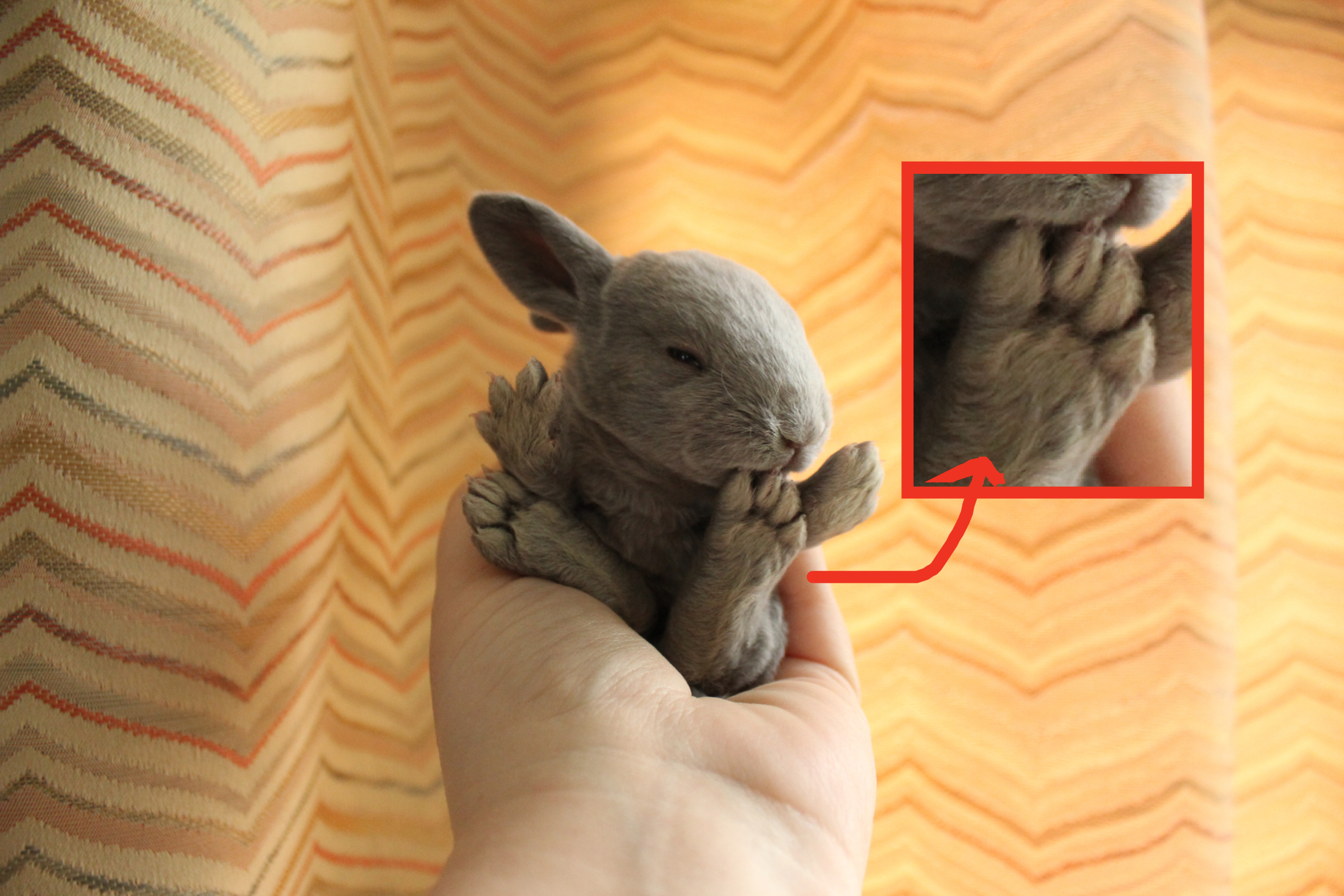 A person holds a small gray rabbit gently in their hand while it cuddles up. The background is a patterned curtain