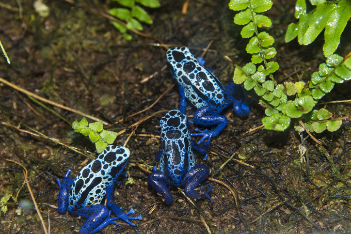 Three blue poison dart frogs with black spots on a forest floor with green ferns