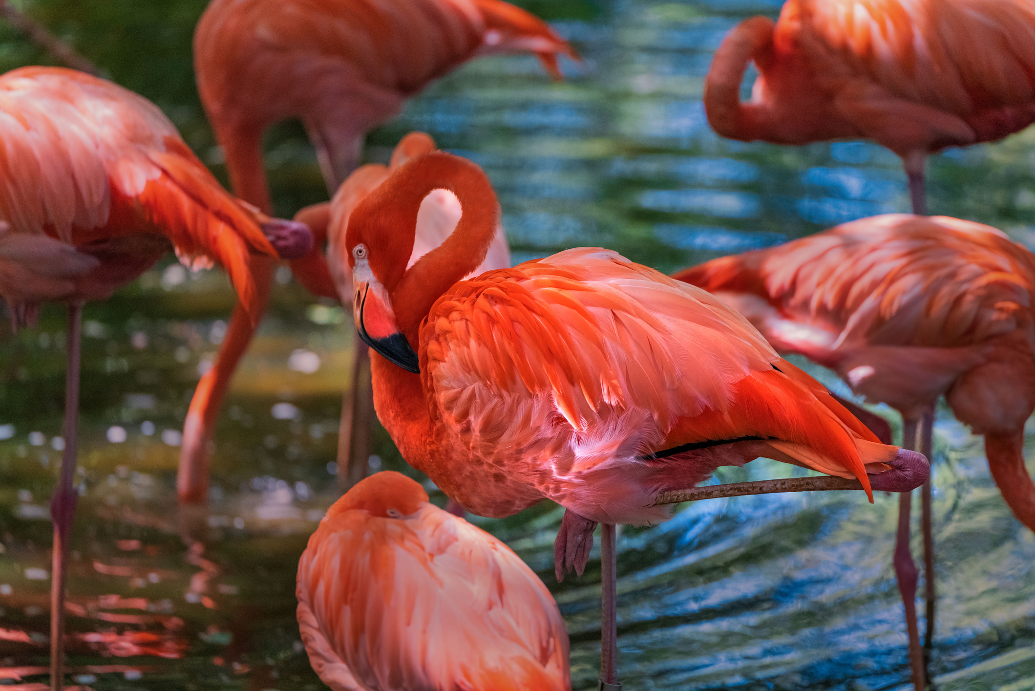 A group of flamingos stands in shallow water, with one flamingo prominently balancing on one leg