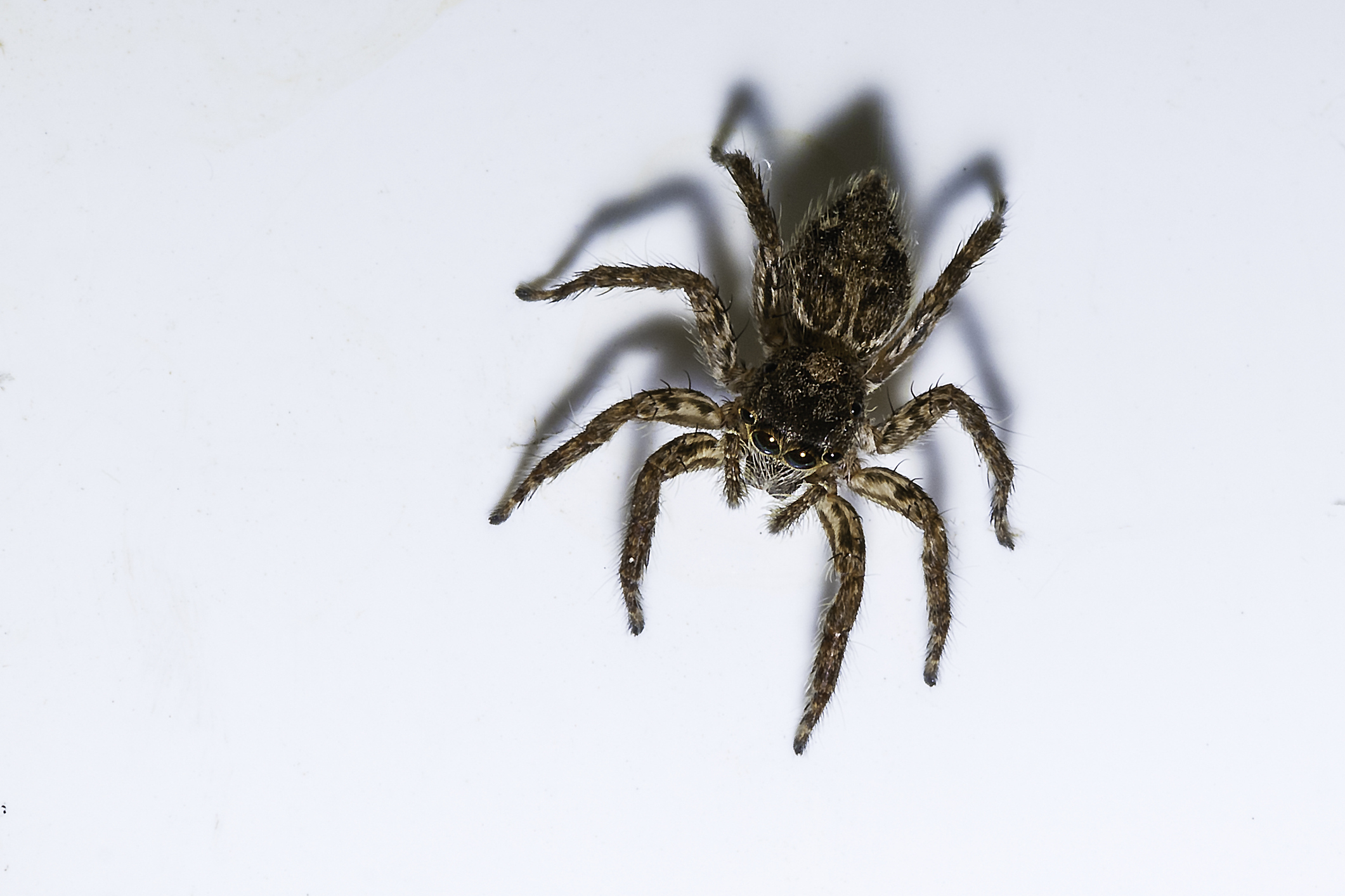 Close-up of a jumping spider on a white surface