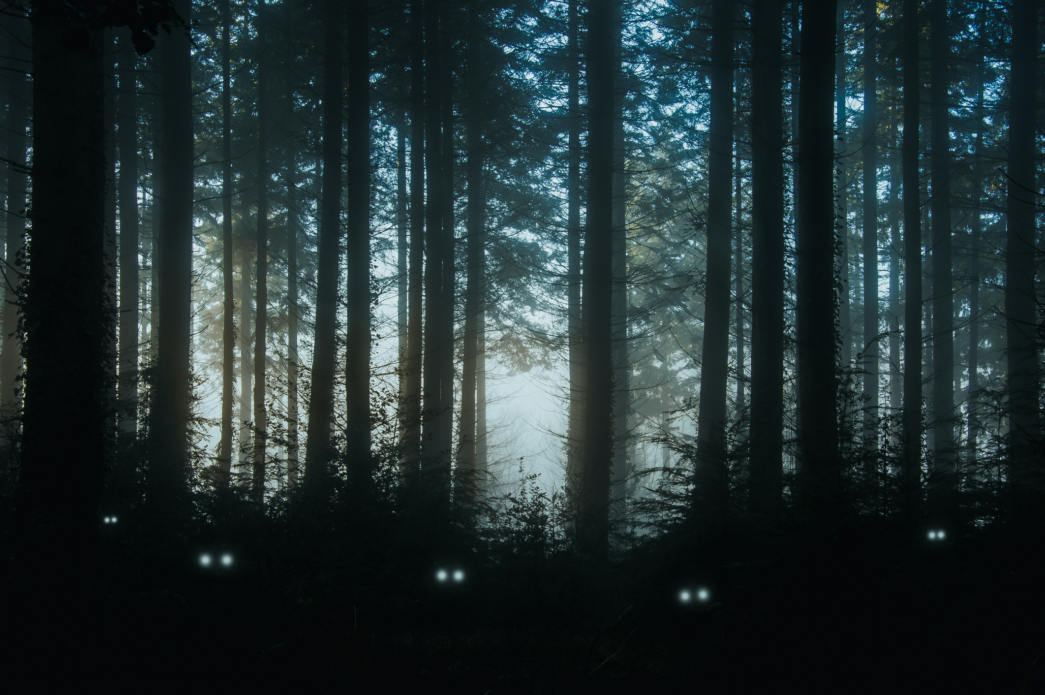 Eyes glowing in a dark, misty forest, creating an eerie atmosphere. No people are visible