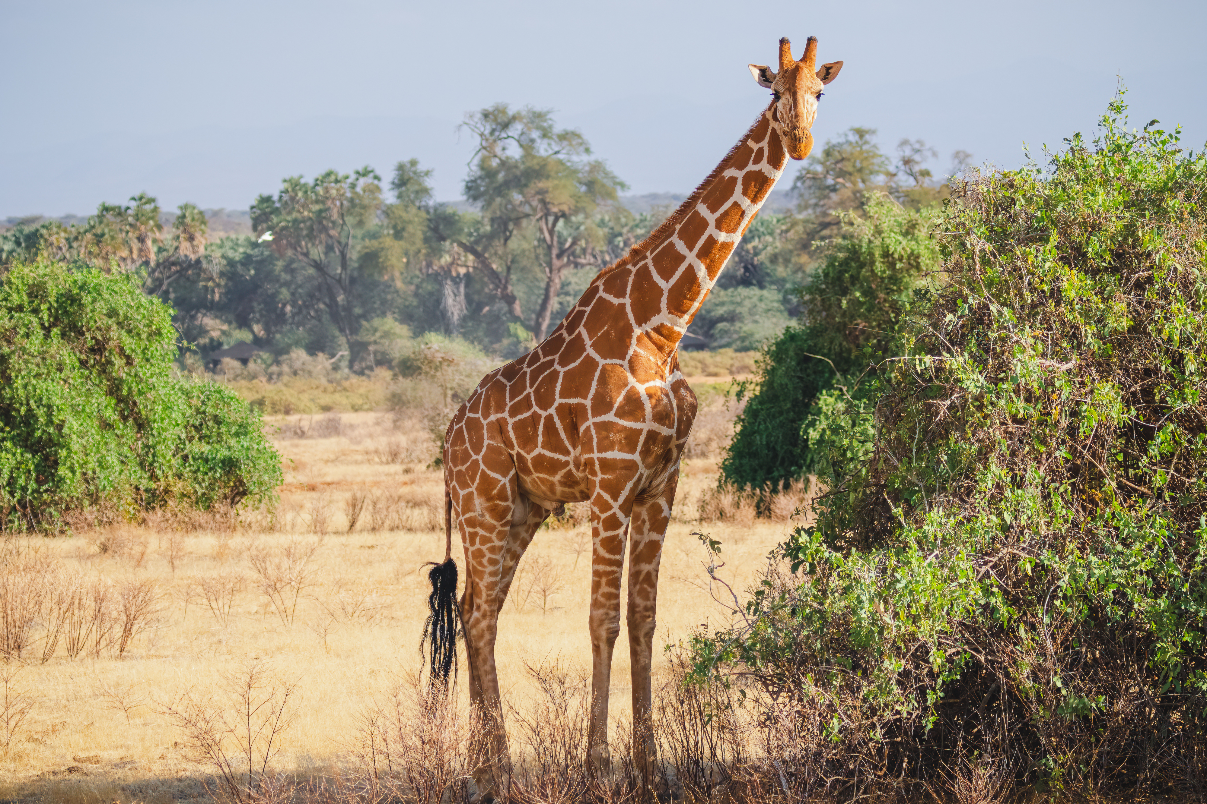 A giraffe stands in a savanna landscape, partially hidden by bushes, against a backdrop of trees and distant hills