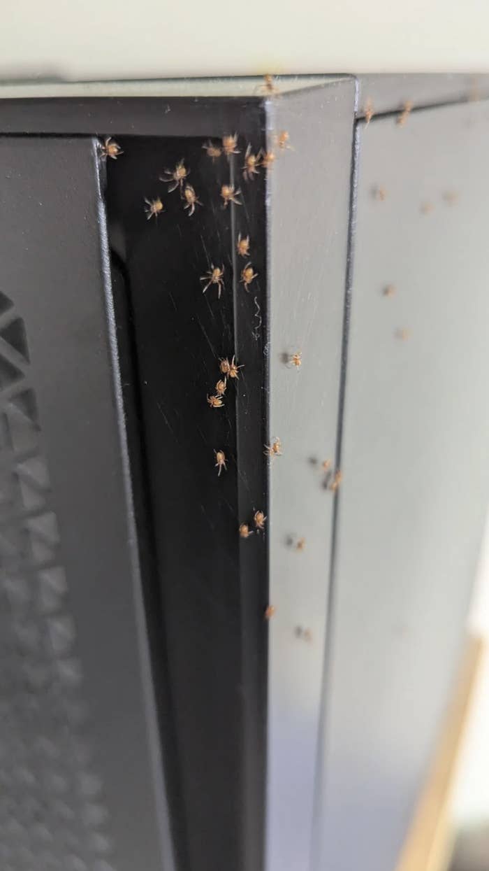 Tiny insects crawling on the edge of a computer monitor