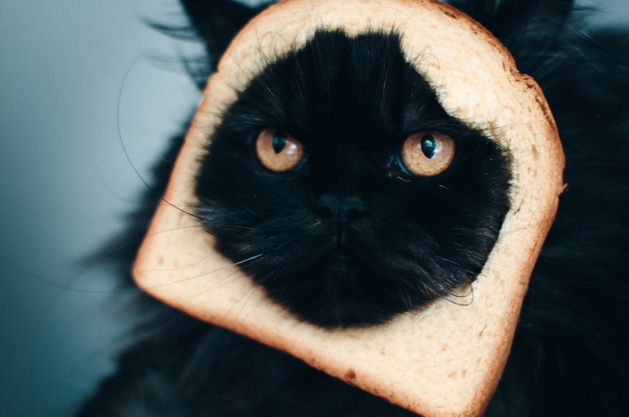 spend-a-day-as-a-black-cat-and-we-ll-reveal-which-human-food-you-d