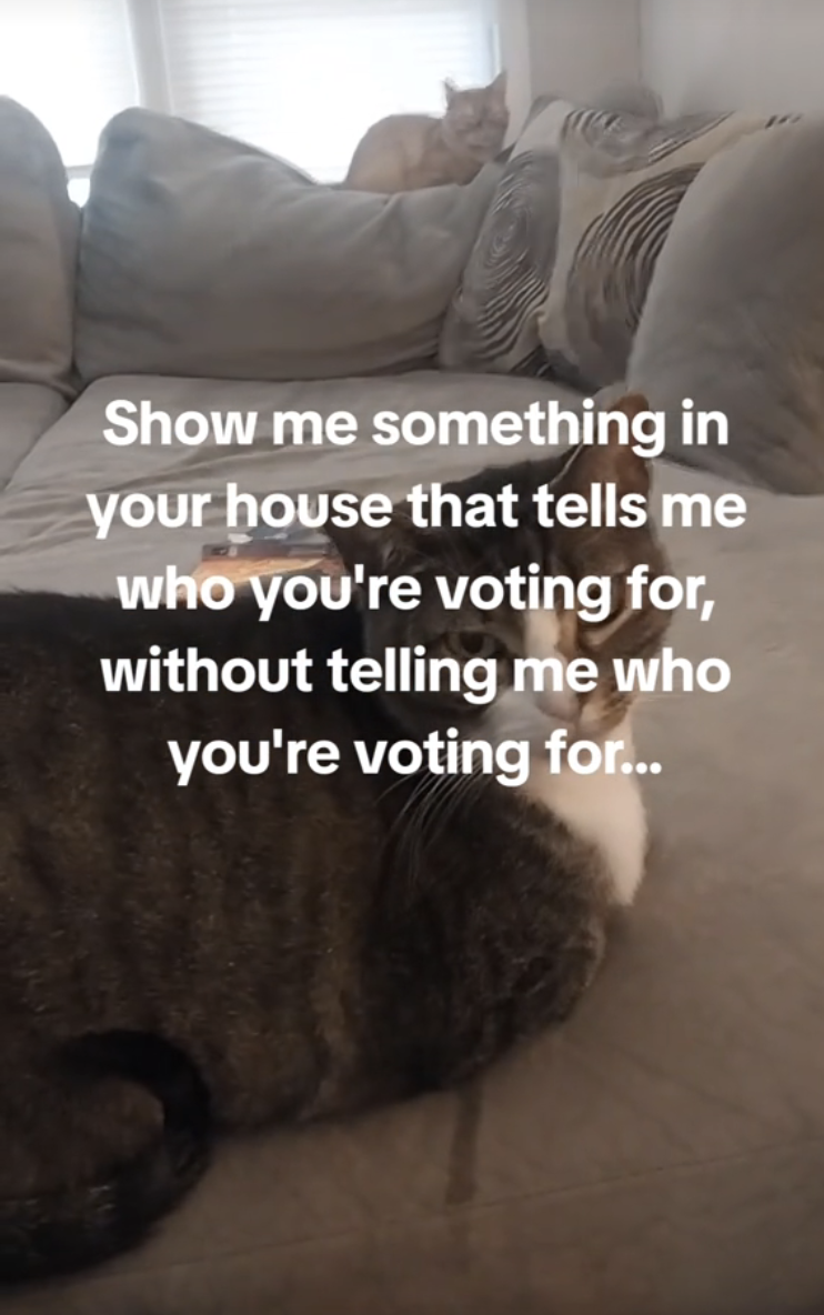 A cat lying on a sofa with overlaid text: "Show me something in your house that tells me who you're voting for, without telling me who you're voting for&hellip;"