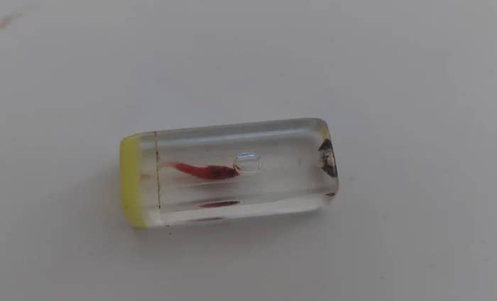 A small, clear capsule contains a tiny, preserved red fish and is resting on a white background