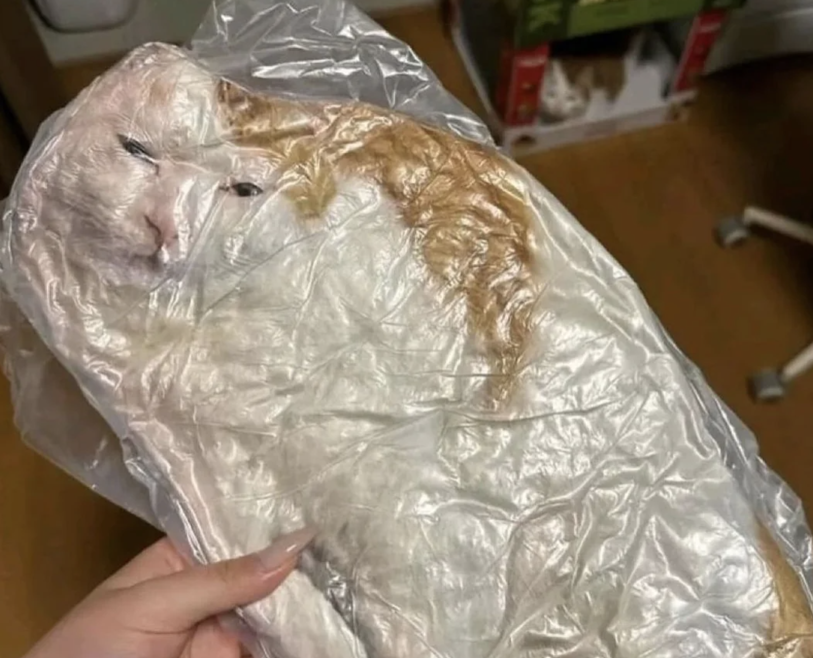 A person holds a plastic bag with a cat inside, giving the appearance of a flattened, vacuum-sealed cat. The cat looks relaxed