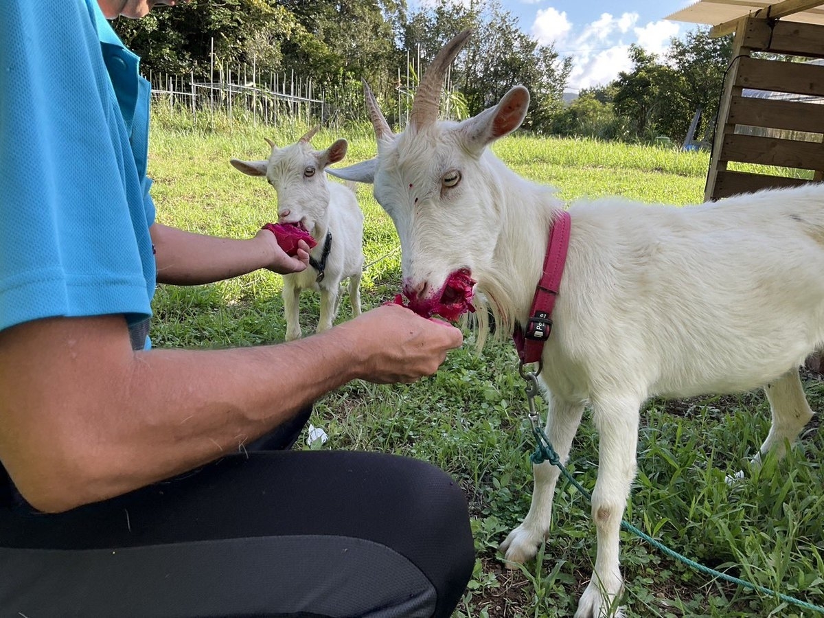 ヤギさん♡ご飯(餌？)集め中♡