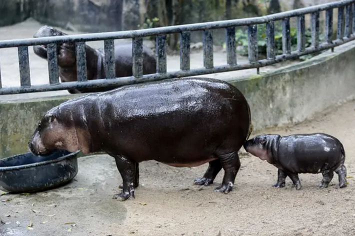 大きなカバと小さなカバの親子が囲いの中で一緒に立っている。