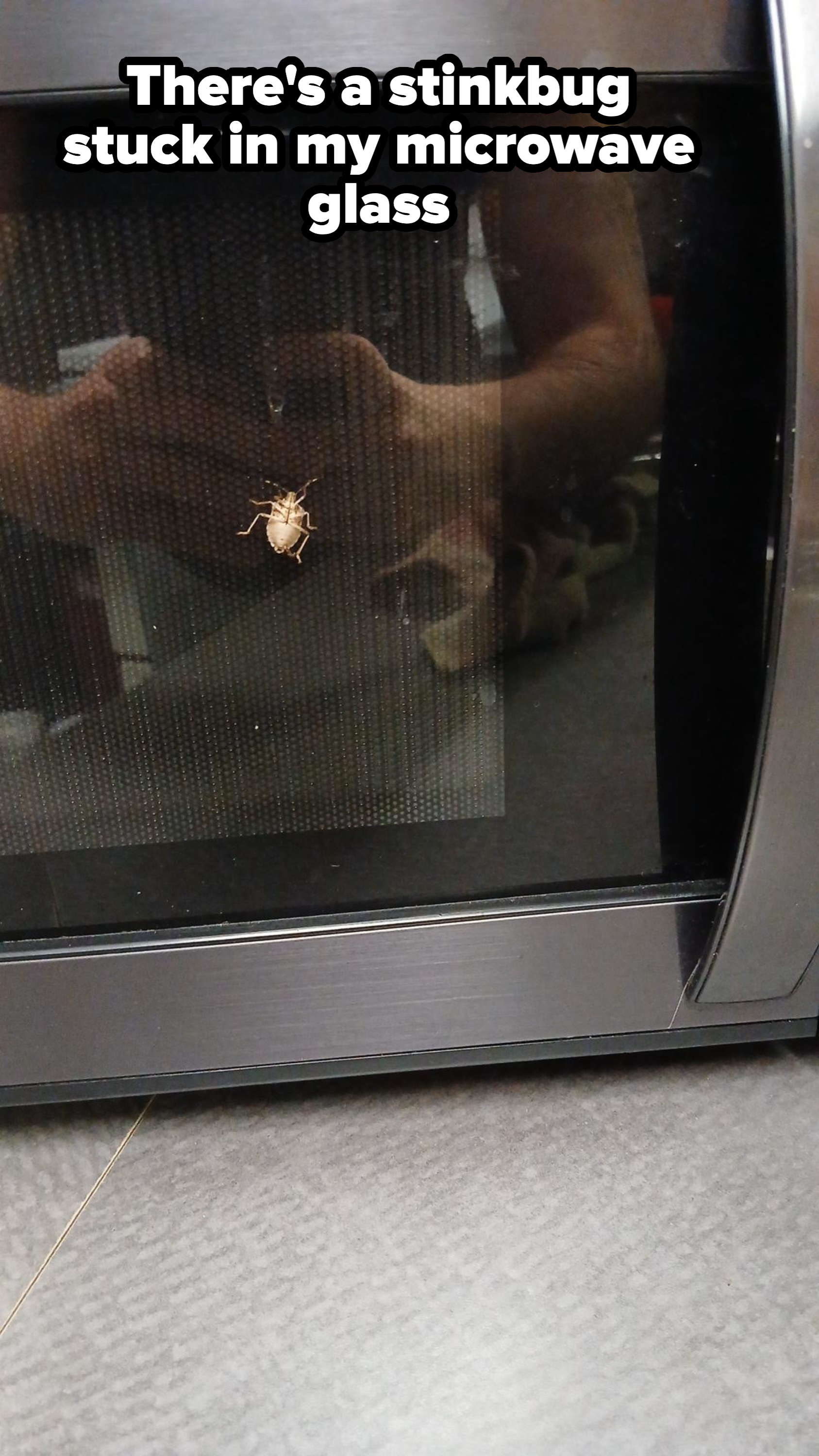 A small bug is perched on the glass door of a microwave, with a reflection of an arm and a hand taking a photo visible in the background