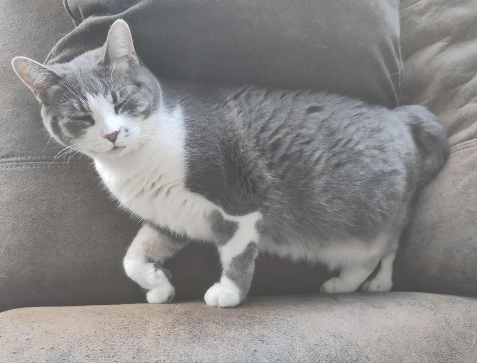 A gray and white cat with its eyes closed is lying on a couch