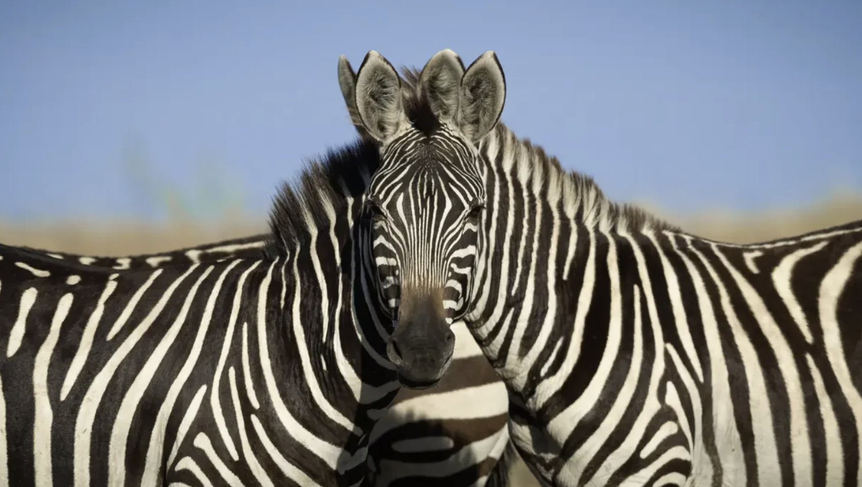 Two zebras stand closely together, with one zebra's head in front and centered, while the other rests its head on the first zebra's back