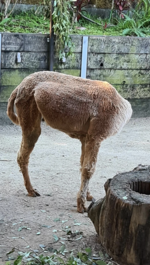 A sheep with a uniquely twisted body standing next to a tree stump inside an animal enclosure