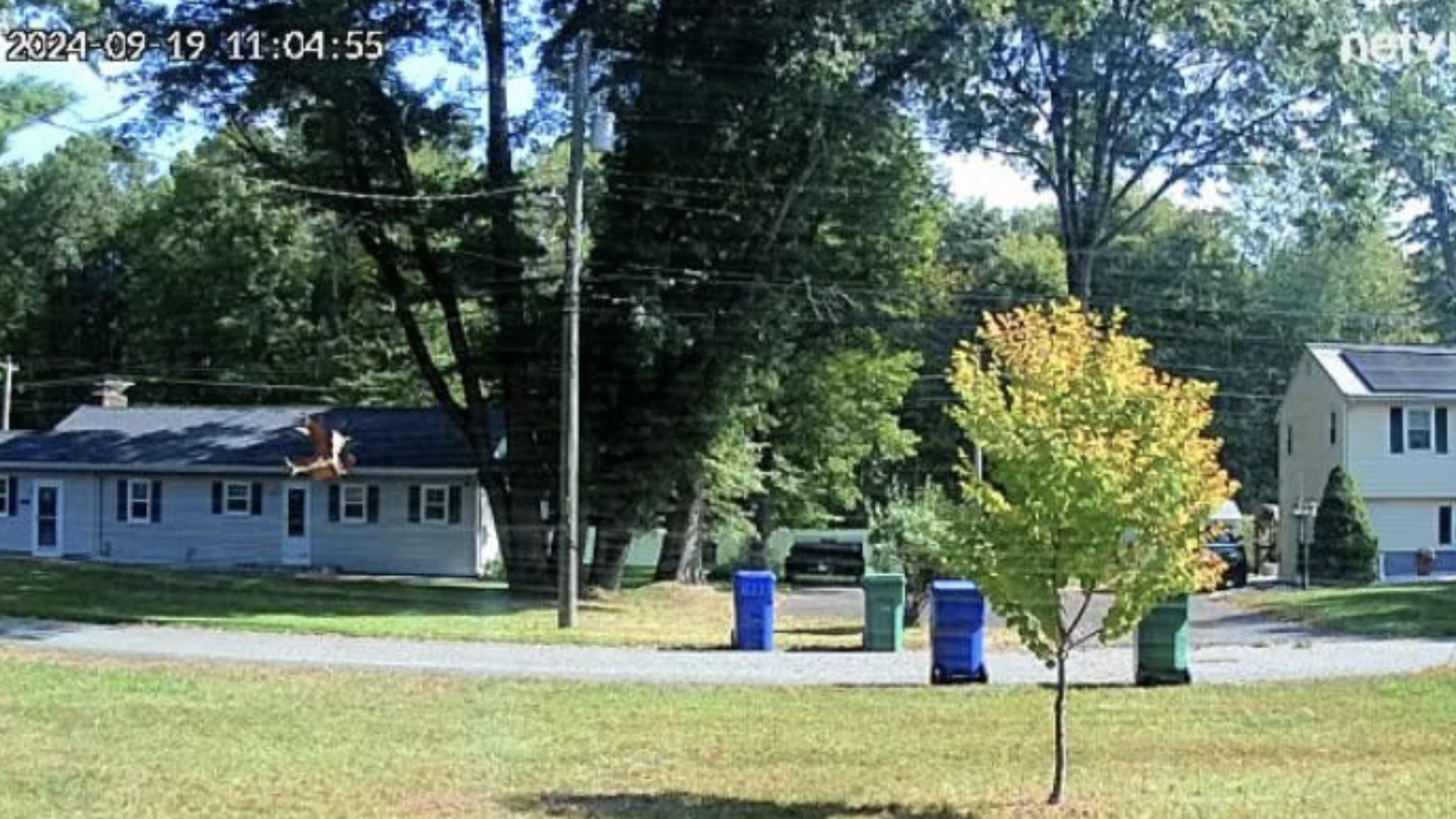 A suburban neighborhood with a red-tailed hawk flying past a tree and three trash bins lined up on the street. Timestamp: 2024-09-19 11:04:55