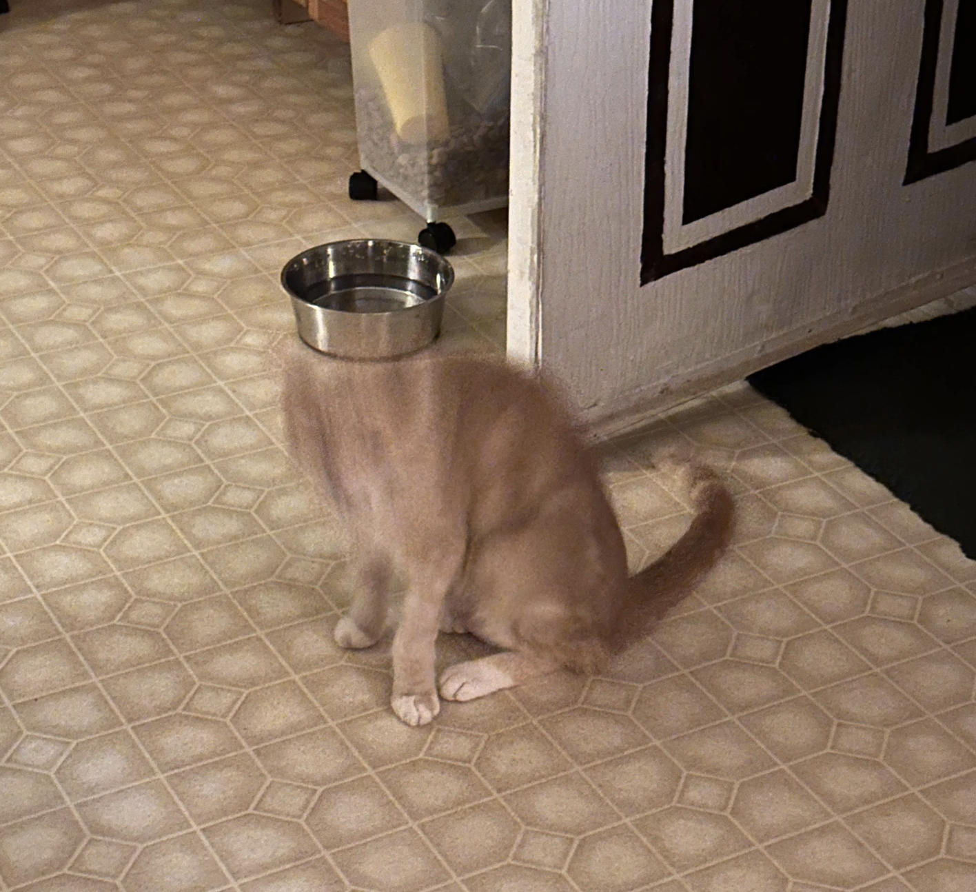 A cat sits on a tiled floor, in front of a door, with its head moving rapidly, creating a blurred effect. A water bowl is nearby