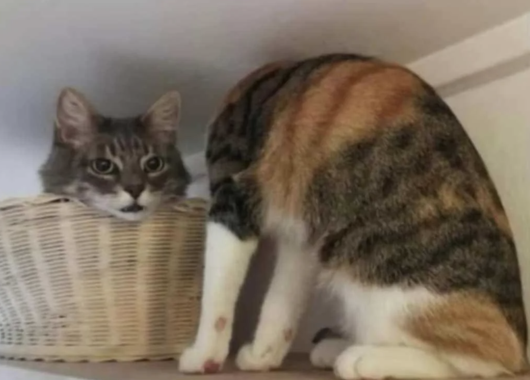 Two cats, one sitting inside a basket and another standing with its back turned, in a cozy indoor setting