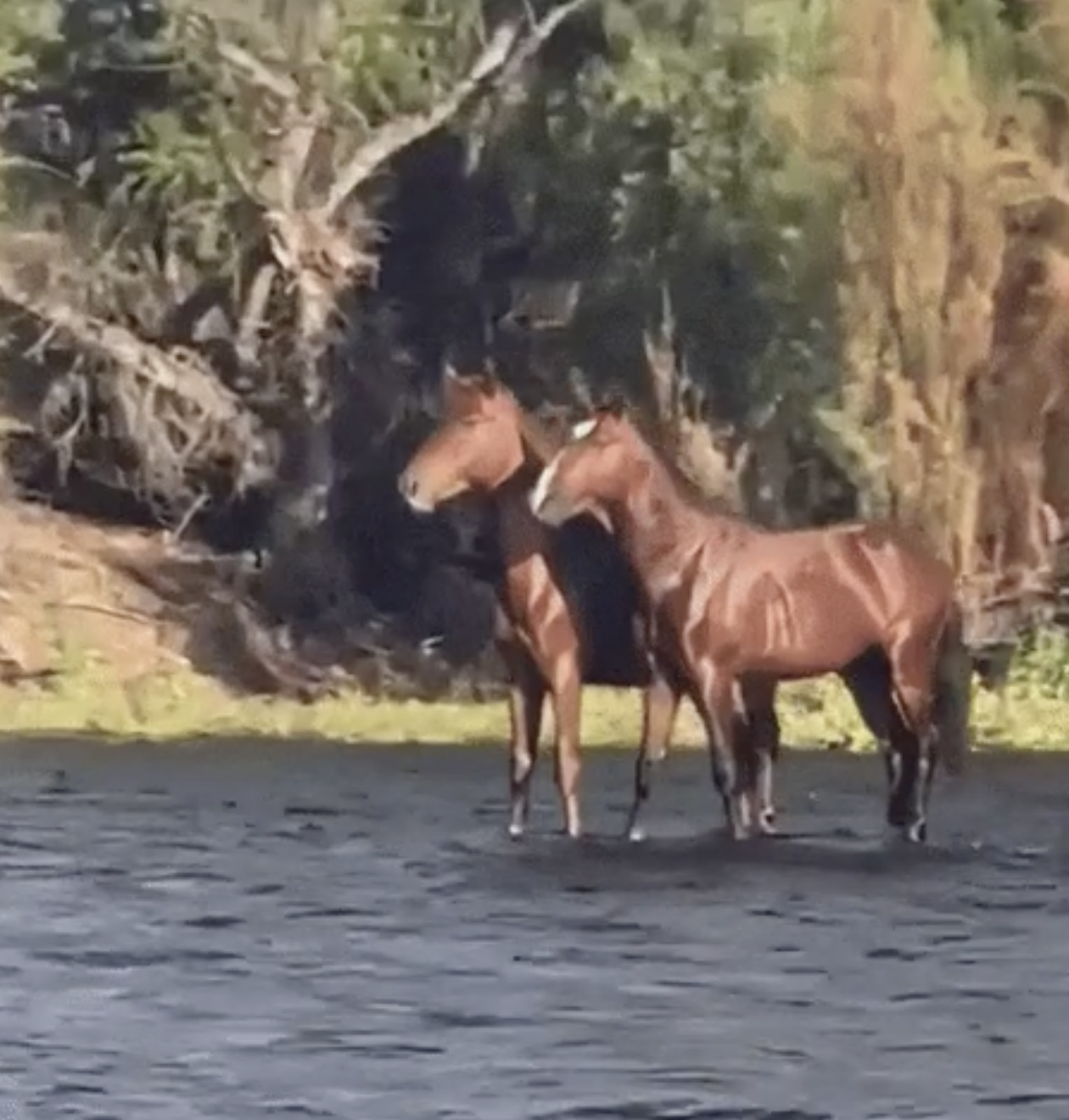 Two horses stand closely together in a shallow body of water with trees and foliage in the background