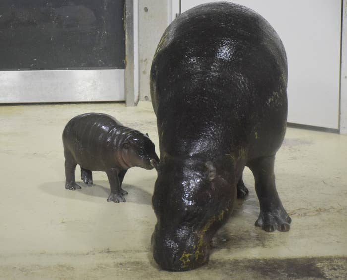 いしかわ動物園で2017年に生まれたコビトカバの赤ちゃんとお母さん　時事通信
