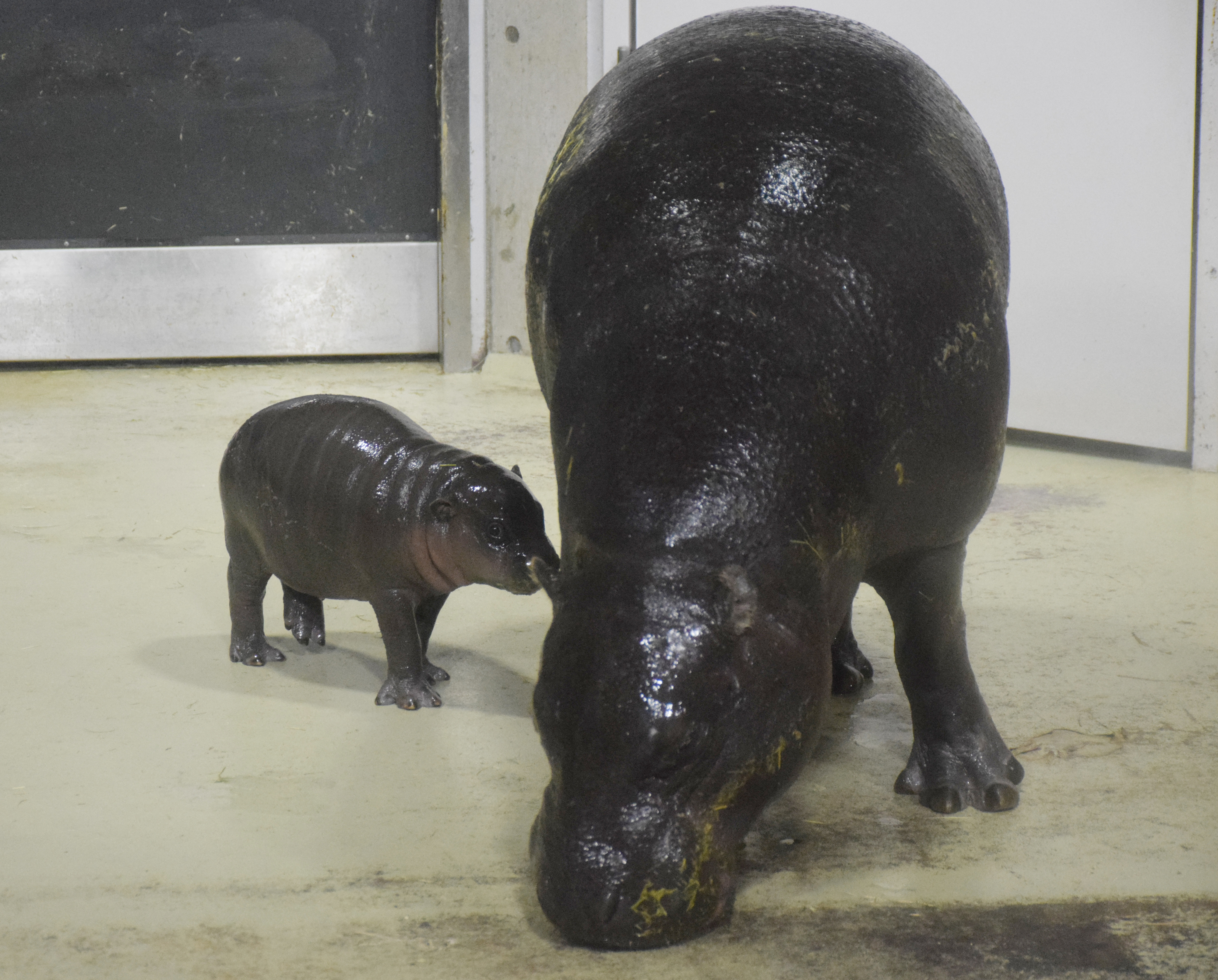 いしかわ動物園で2017年に生まれたコビトカバの赤ちゃんとお母さん　時事通信