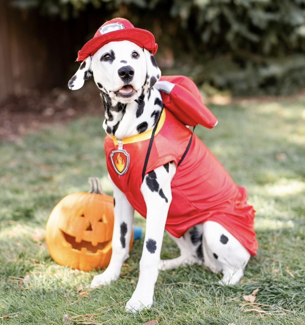 Paw patrol dog costume best sale