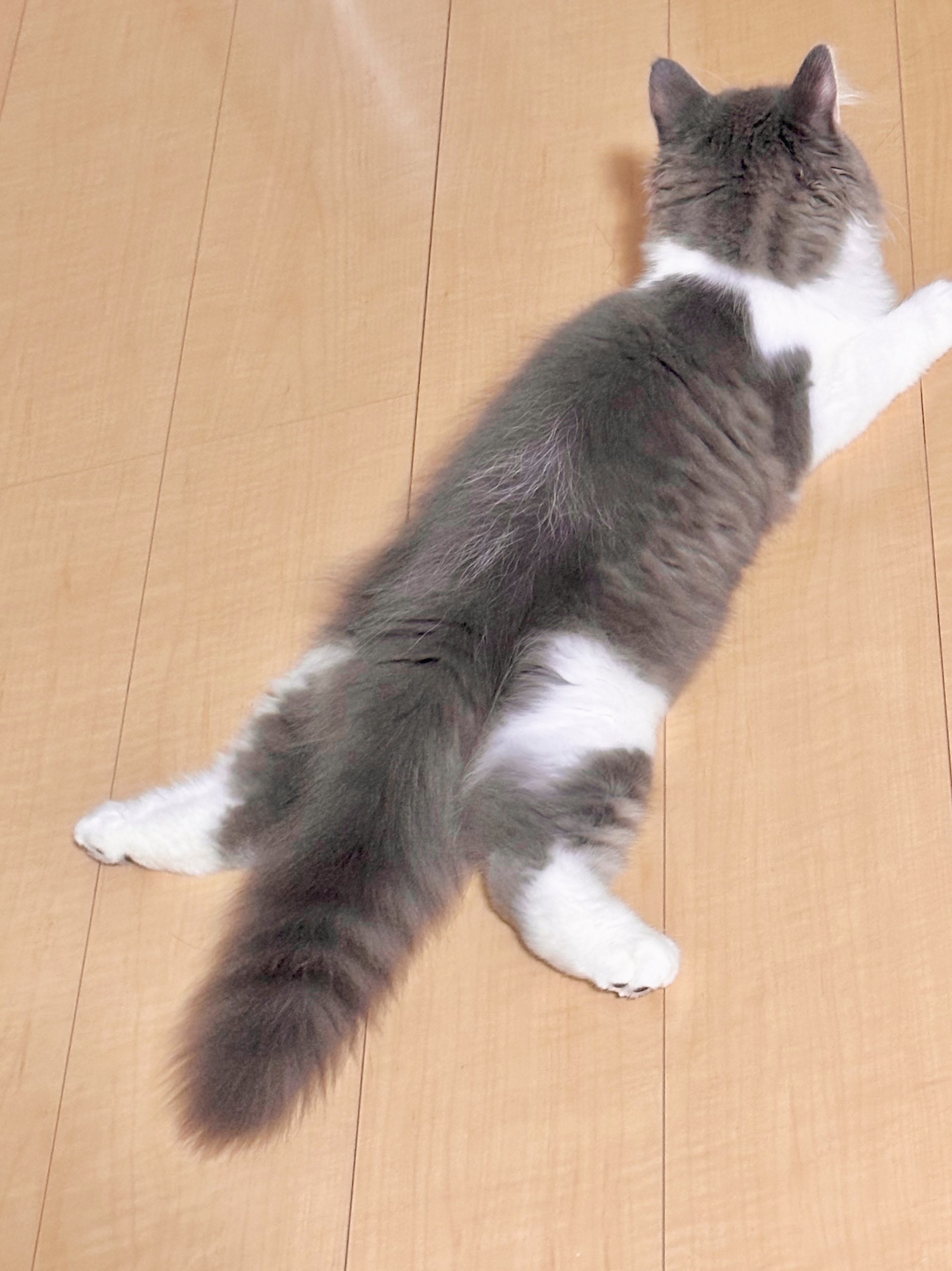 たお?おっきめこねこ（@taodearu）さんのXより