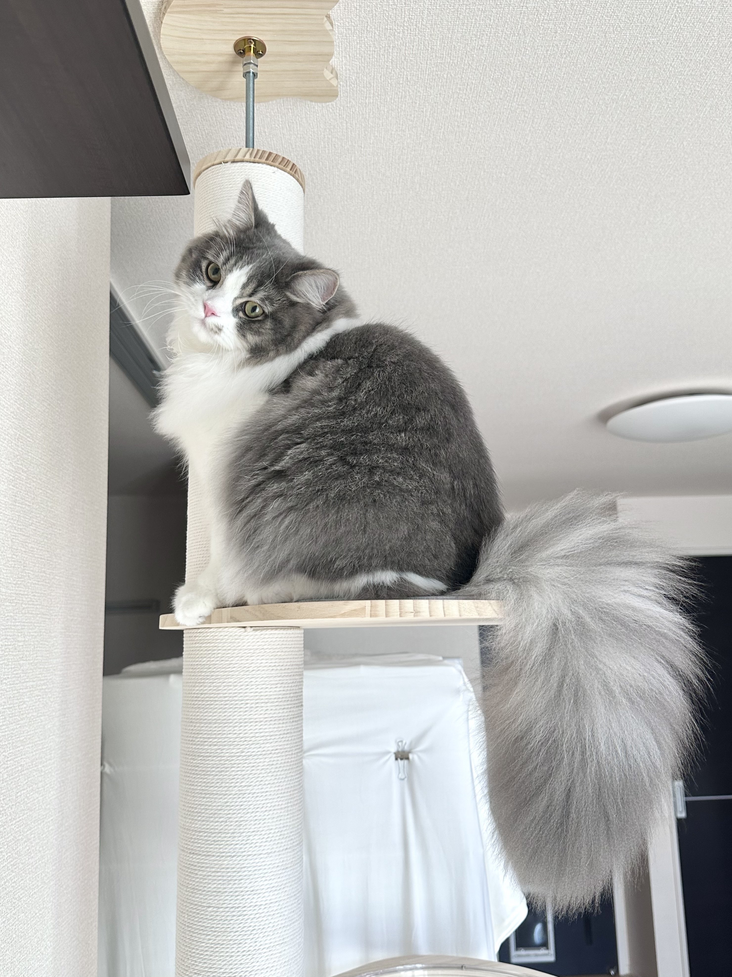 たお?おっきめこねこ（@taodearu）さんのXより