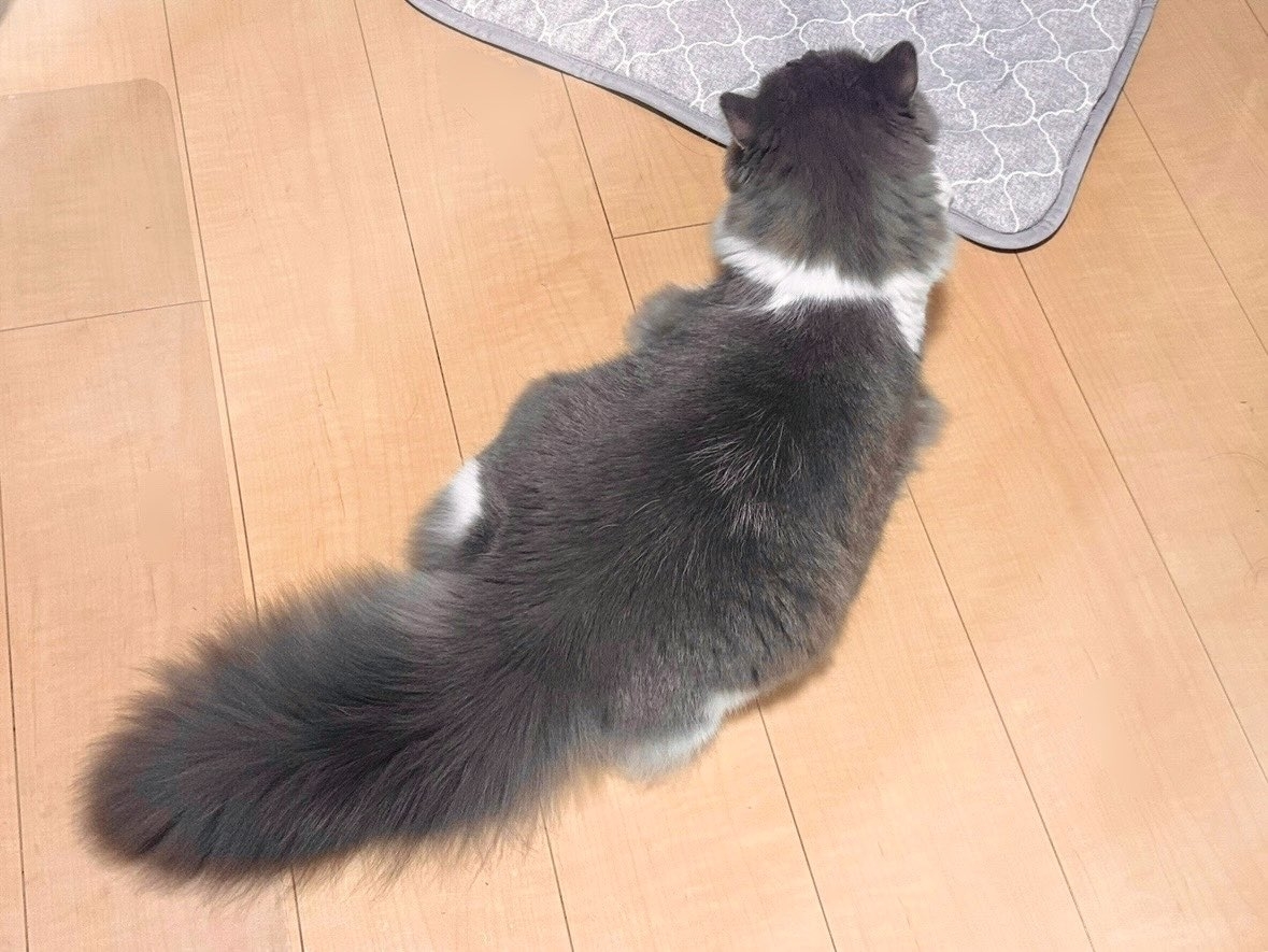 たお?おっきめこねこ（@taodearu）さんのXより