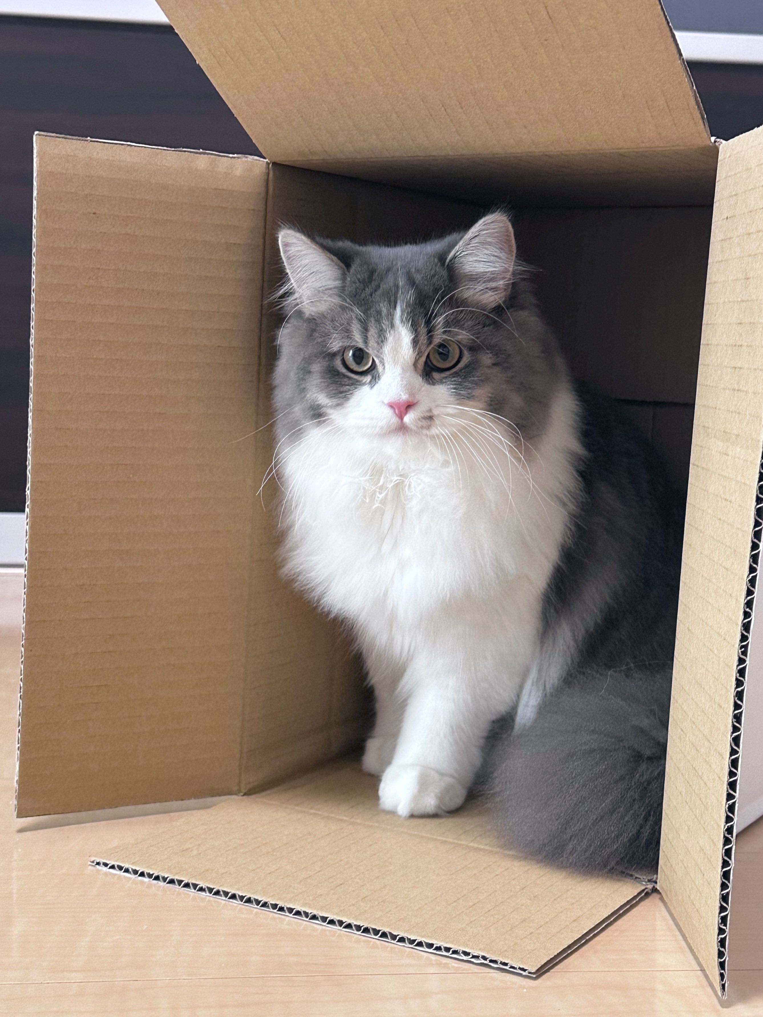 たおくんの成長した姿（@taodearu）さんのXより