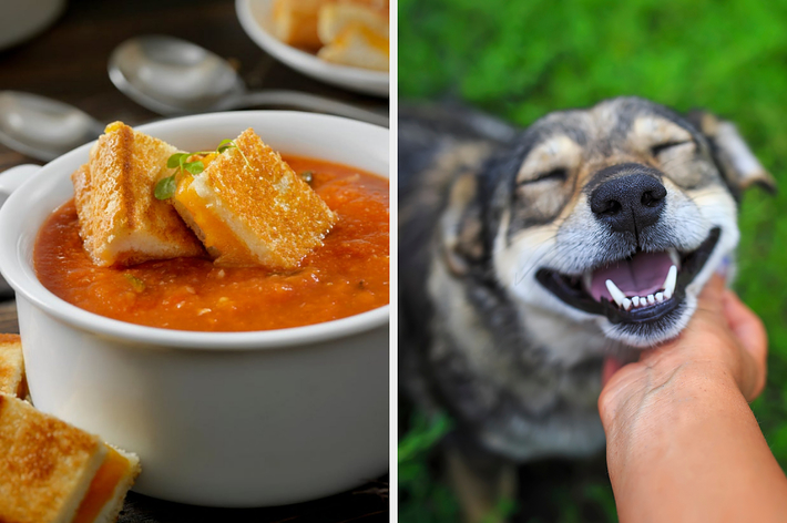 Can dogs have tomato soup best sale