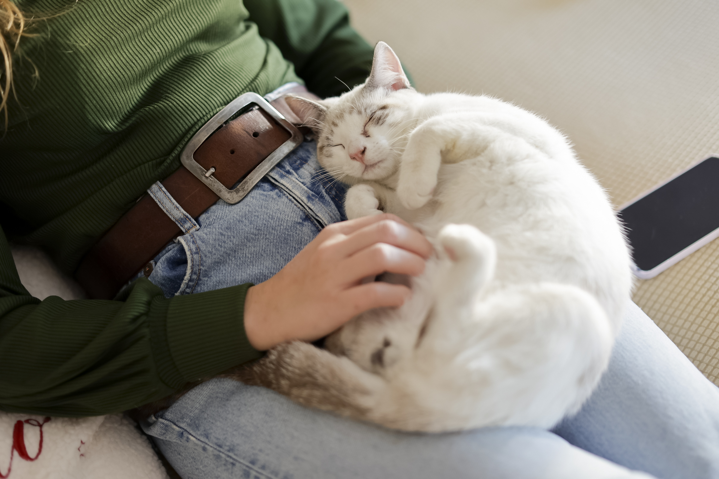 A person in a green top and blue jeans with a brown belt pets a content, sleeping white and gray cat lying on their lap