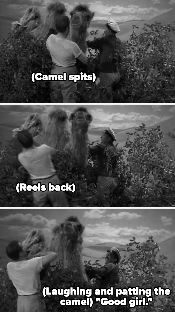 Three black-and-white stills: A camel spits at a man, who then recoils. He laughs, pats the camel, and says, "Good girl."
