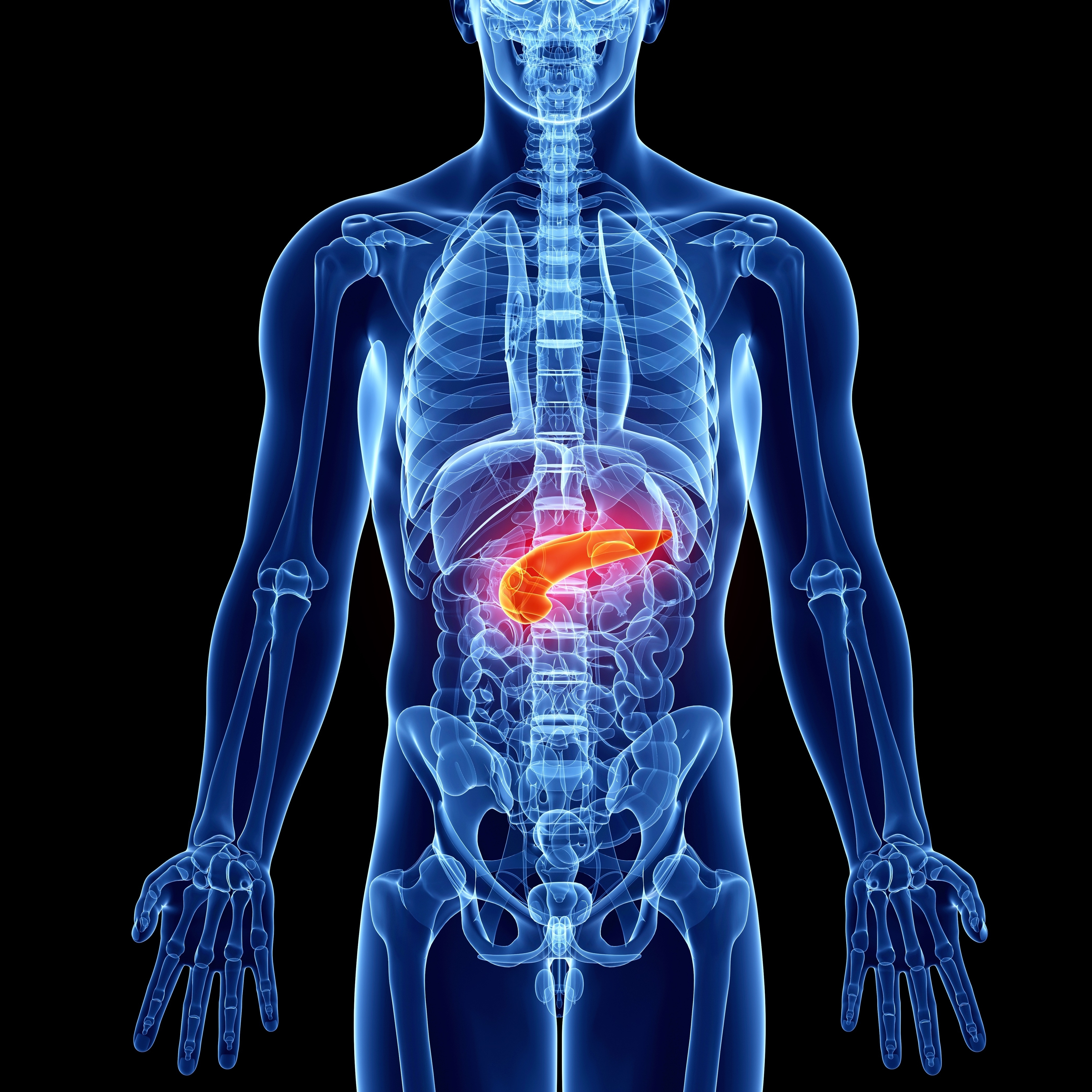 An X-ray image of a human body highlighting the pancreas in the abdomen. The skeleton and internal organs are visible