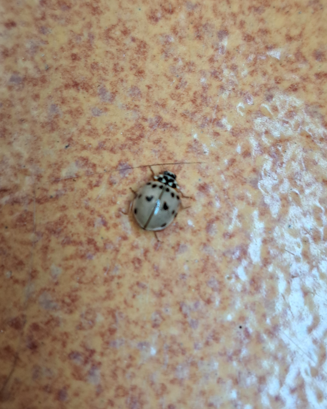 Close-up image of a beige ladybug with black spots on a textured surface