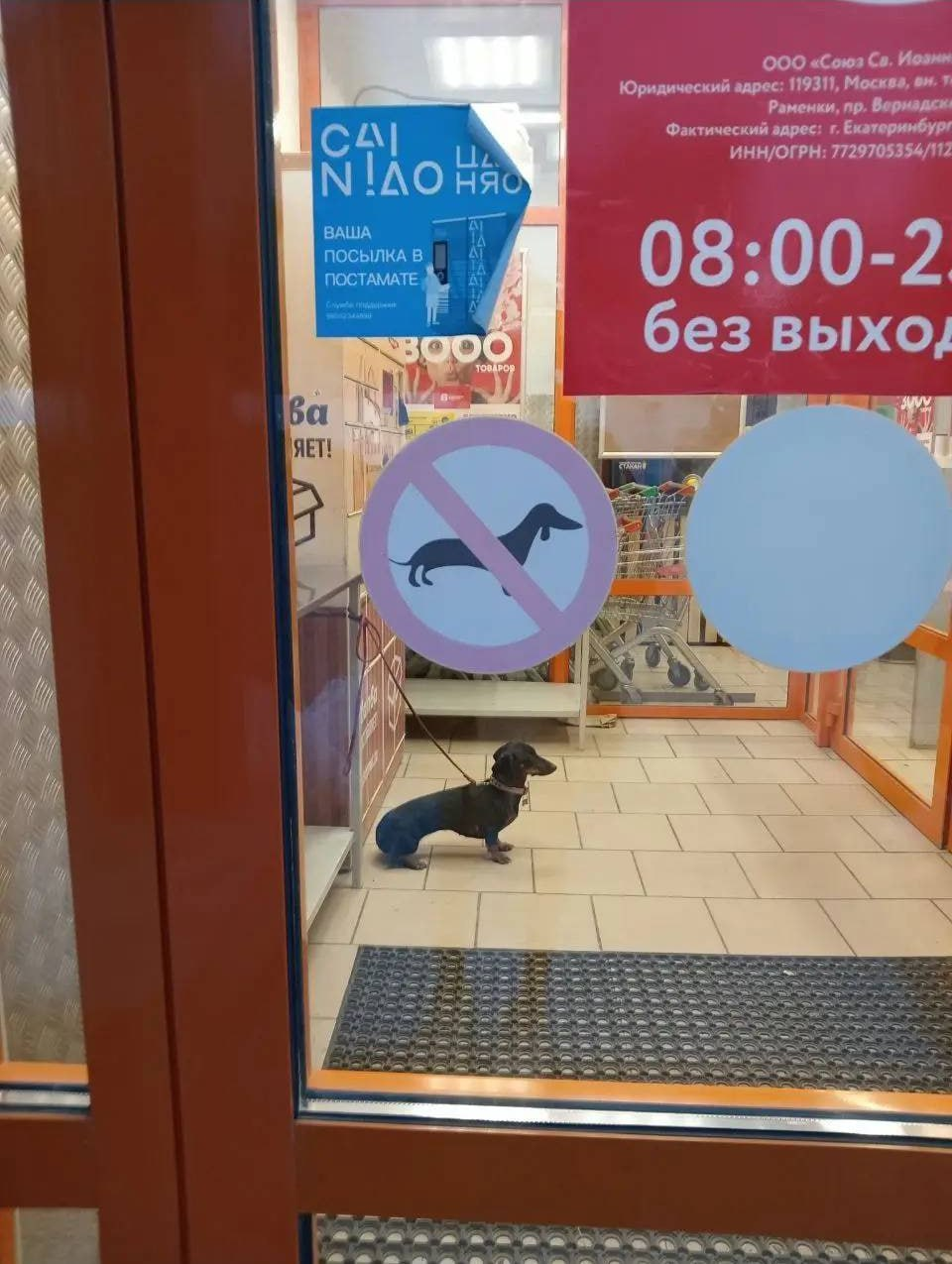 A small dog waits inside a store near a door with a sign prohibiting dogs