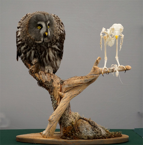 An owl perched on a wooden branch next to a small animal skeleton. No people or text are present