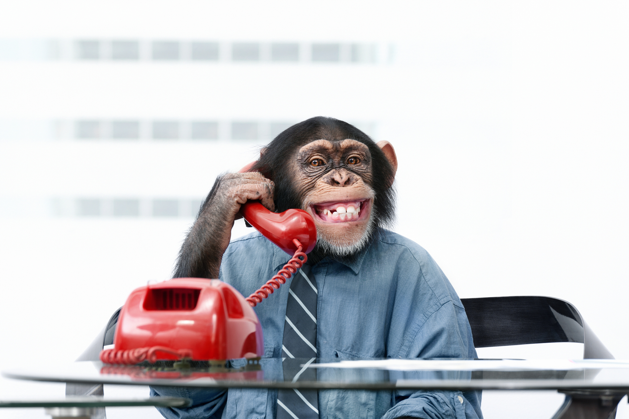 A chimpanzee wearing a dress shirt and tie is sitting at a desk holding a red phone receiver to its ear, looking at the camera