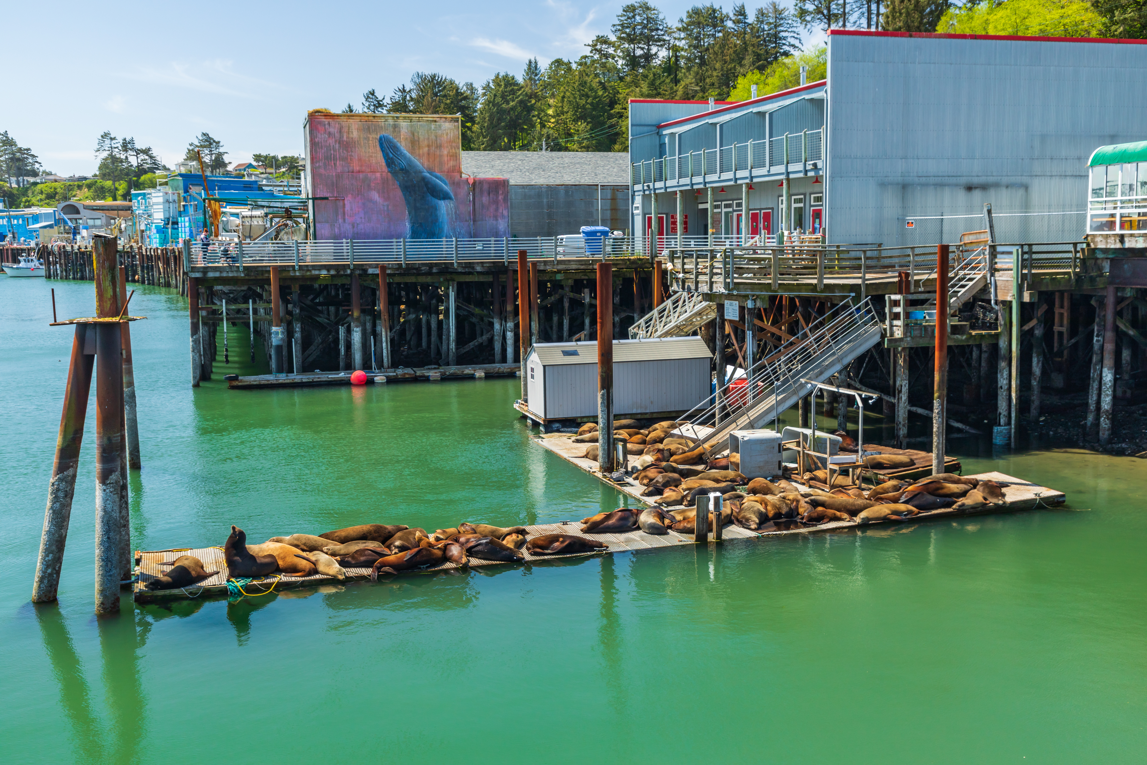 Sea lions lounging on a floating platform in front of dockside buildings at Newport harbor in Oregon