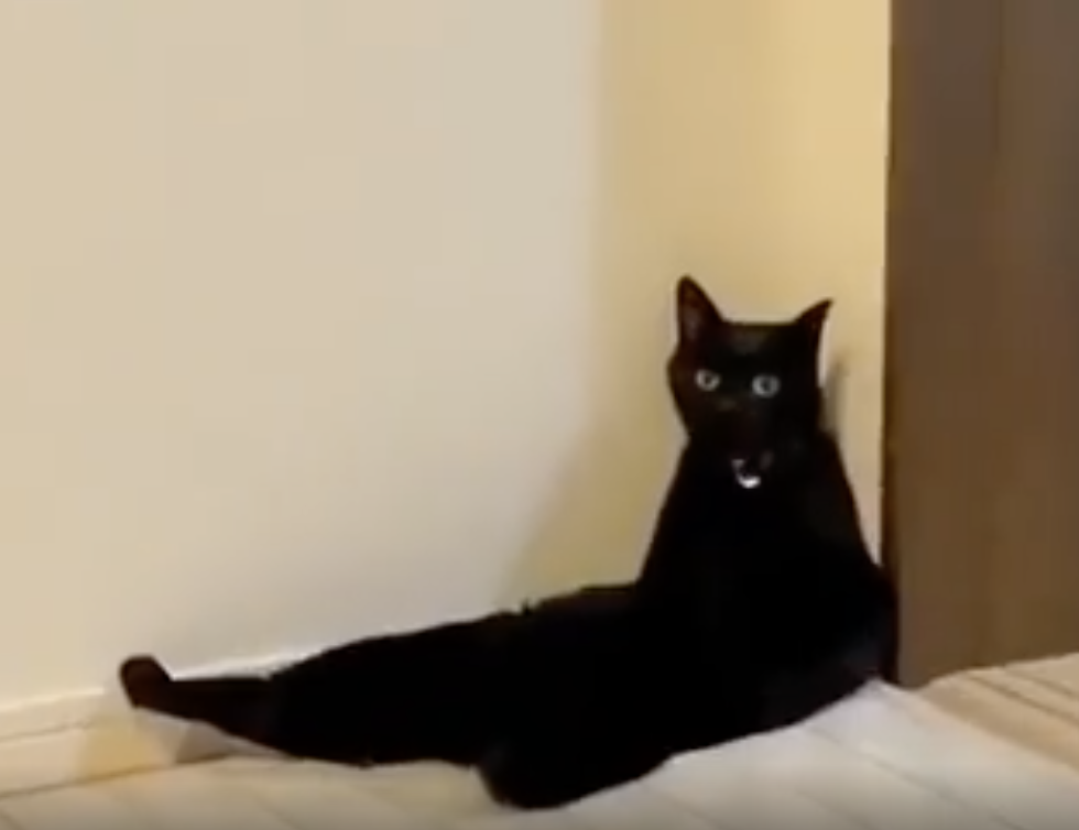 A black cat is lounging on the floor, leaning against a wall with its front legs stretched out and back legs extended. Its eyes are wide open