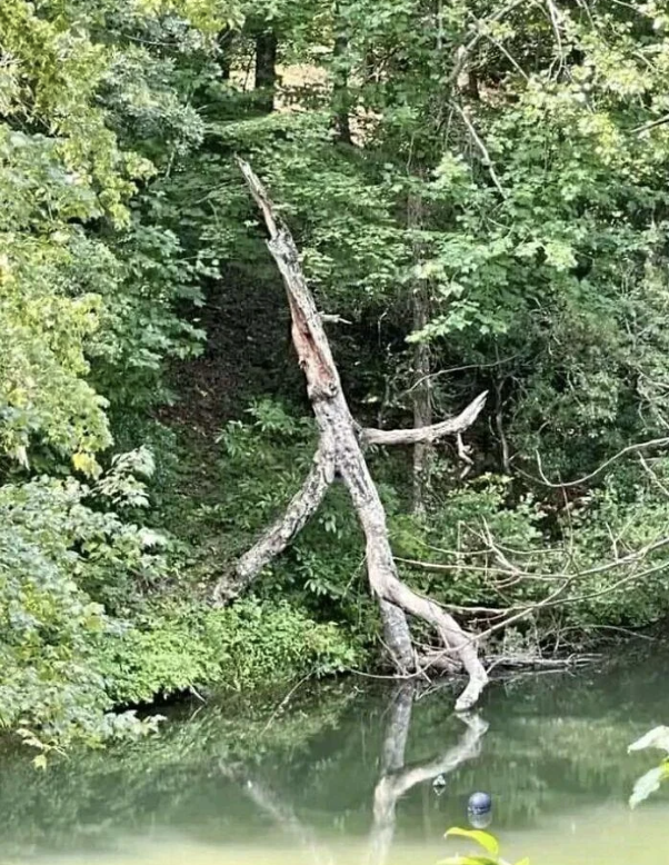 A tree with a shape resembling a stick figure stands along a wooded riverbank