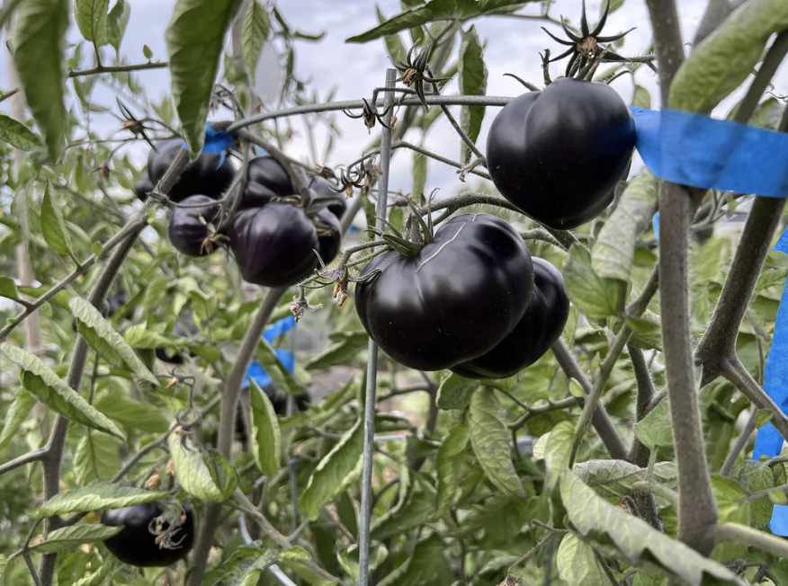 Black tomatoes growing on a vine in a garden with some blue tags attached to the stems. The tomatoes are ripe and ready for harvest